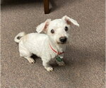 Small #13 Bichon Frise Mix