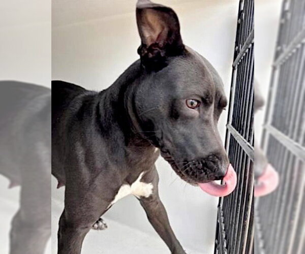 Medium Photo #1 Labrador Retriever-Unknown Mix Puppy For Sale in Houston, TX, USA