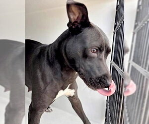 Labrador Retriever-Unknown Mix Dogs for adoption in Houston, TX, USA