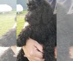 Small Photo #5 Goldendoodle Puppy For Sale in TARBORO, NC, USA