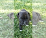 Small Photo #2 Boxer Puppy For Sale in COTTONWOOD, CA, USA