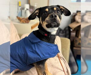 Mutt Dogs for adoption in Muskegon, MI, USA