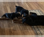 Small Photo #10 Rottweiler Puppy For Sale in COTTAGE GROVE, OR, USA