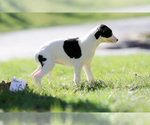 Small Photo #4 Whippet Puppy For Sale in JANESVILLE, WI, USA