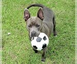 Small #1 American Pit Bull Terrier Mix