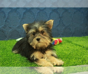 Yorkshire Terrier Puppy for Sale in HICKORY, North Carolina USA