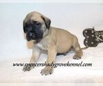 Small #6 Mastiff