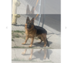 Small Photo #14 German Shepherd Dog Puppy For Sale in MERCED, CA, USA