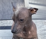 Small #10 Chinese Crested