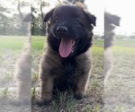 Small #2 Belgian Malinois