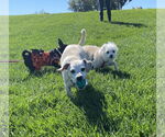 Small #1 Chihuahua Mix