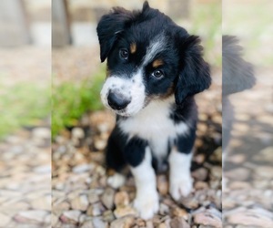 Australian Shepherd Puppy for Sale in SAN ANTONIO, Texas USA