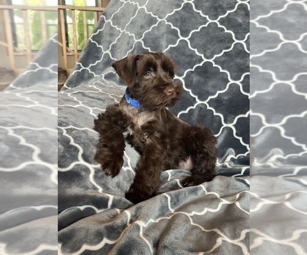 Medium Photo #36 Schnauzer (Miniature) Puppy For Sale in ROY, WA, USA