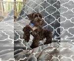Small #6 Schnauzer (Miniature)