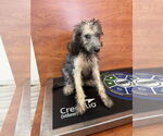Small #2 Poodle (Miniature)