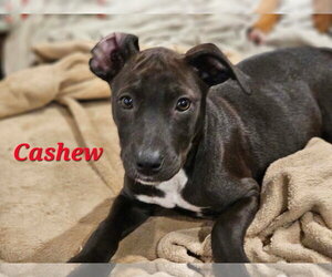 Labrador Retriever-Unknown Mix Dogs for adoption in Sheboygan, WI, USA