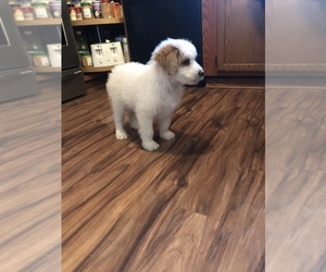Aussiedoodle Puppy for sale in BEVERLY, OH, USA