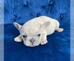 Small Photo #23 French Bulldog Puppy For Sale in CINCINNATI, OH, USA