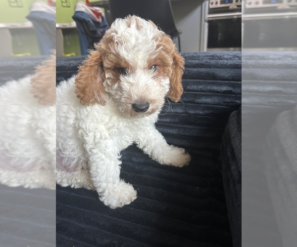 Medium Photo #1 Goldendoodle (Miniature) Puppy For Sale in CHAMPAIGN, IL, USA