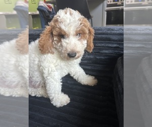 Medium Goldendoodle (Miniature)