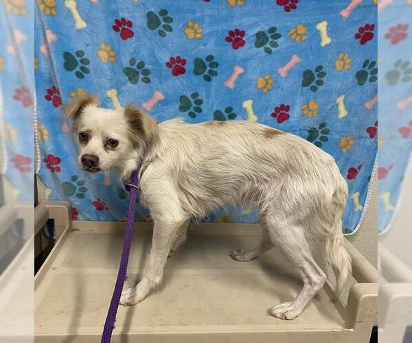 Medium Photo #1 Pekingese Puppy For Sale in Modesto, CA, USA