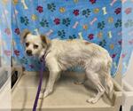 A614675 - Female Pekingese Dog for Adoption - Small photo
