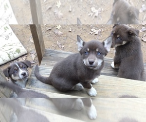 Alaskan Husky Puppy for sale in WEST MONROE, LA, USA