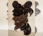 Small Photo #9 Doberman Pinscher Puppy For Sale in CHEPACHET, RI, USA