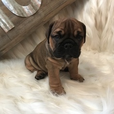 Bulldog Puppy for sale in JOHNSTOWN, PA, USA