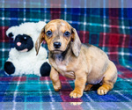 Puppy 1 Dachshund