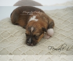Small Photo #6 Pembroke Welsh Corgi Puppy For Sale in CRESTVIEW, FL, USA