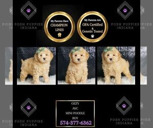 Poodle (Toy) Puppy for sale in WARSAW, IN, USA