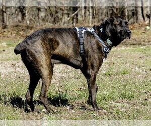 Gus - Male Mountain Cur-Plott Hound Mix Dog for Adoption - Photo #3