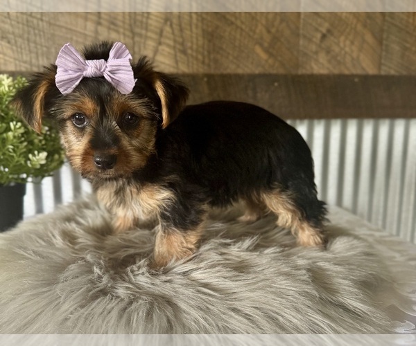 Medium Photo #6 Yorkshire Terrier Puppy For Sale in NAPPANEE, IN, USA
