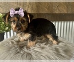 Small #5 Yorkshire Terrier