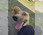Small #1 Mutt
