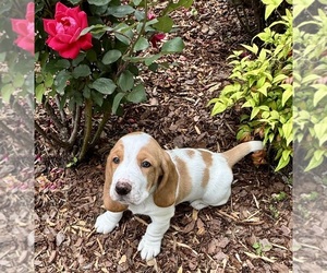 Basset Hound Litter for sale in GATLINBURG, TN, USA