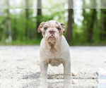 Small Photo #1 Olde English Bulldogge Puppy For Sale in WARSAW, IN, USA