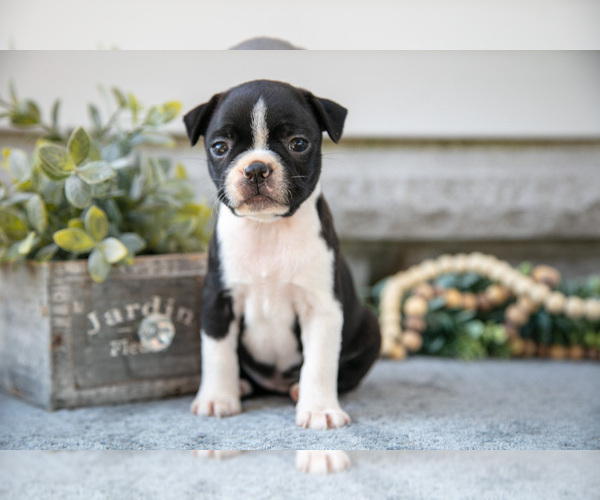 Medium Photo #18 Boston Terrier Puppy For Sale in NAPPANEE, IN, USA