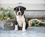 Small Photo #18 Boston Terrier Puppy For Sale in NAPPANEE, IN, USA