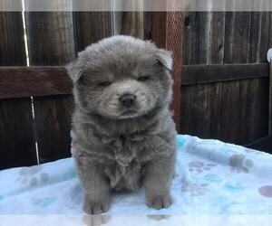 Chow Chow Puppy for sale in VALLEJO, CA, USA