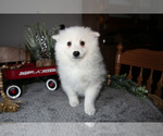 Small Photo #13 Miniature American Eskimo Puppy For Sale in GENEVA, IN, USA