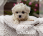 Small #1 Maltese