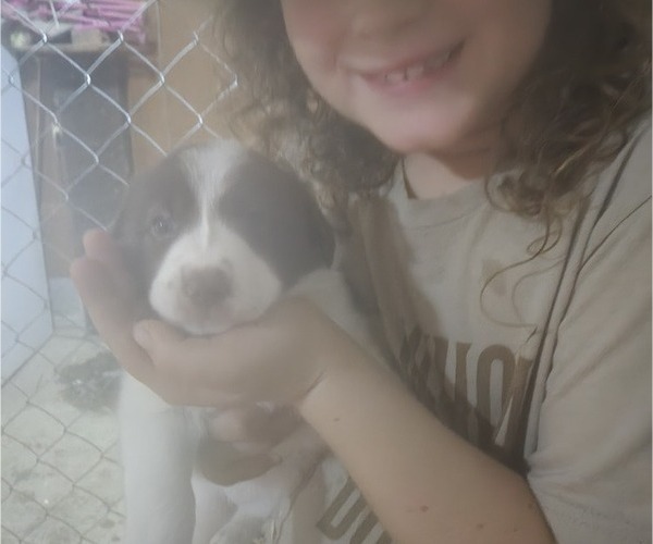 Medium Photo #3 Border Collie Puppy For Sale in LEBANON, MO, USA