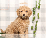 Small #2 Cavapoo