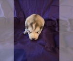 Small #8 Alaskan Malamute