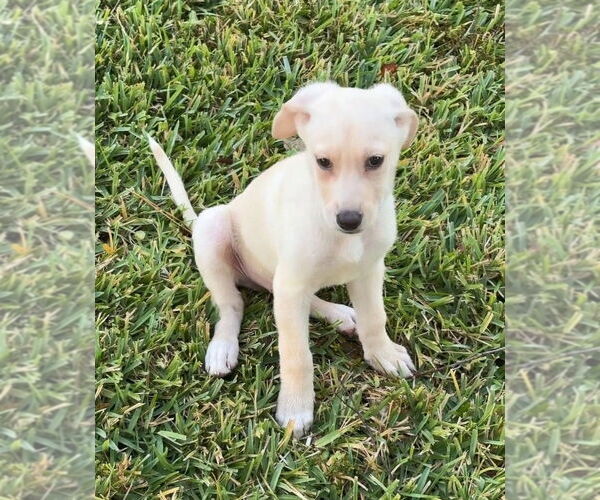 Medium Photo #1 German Shepherd Dog-Unknown Mix Puppy For Sale in Lakewood, CO, USA