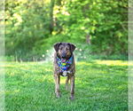 Small #3 Mutt