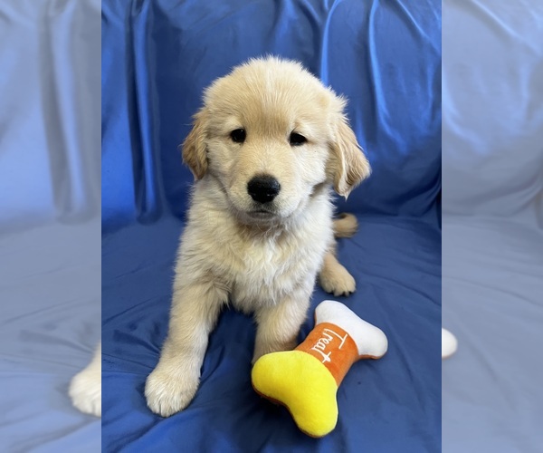 Medium Photo #3 Golden Labrador Puppy For Sale in LIVE OAK, FL, USA