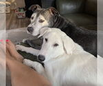 Small #5 German Shepherd Dog-Great Pyrenees Mix